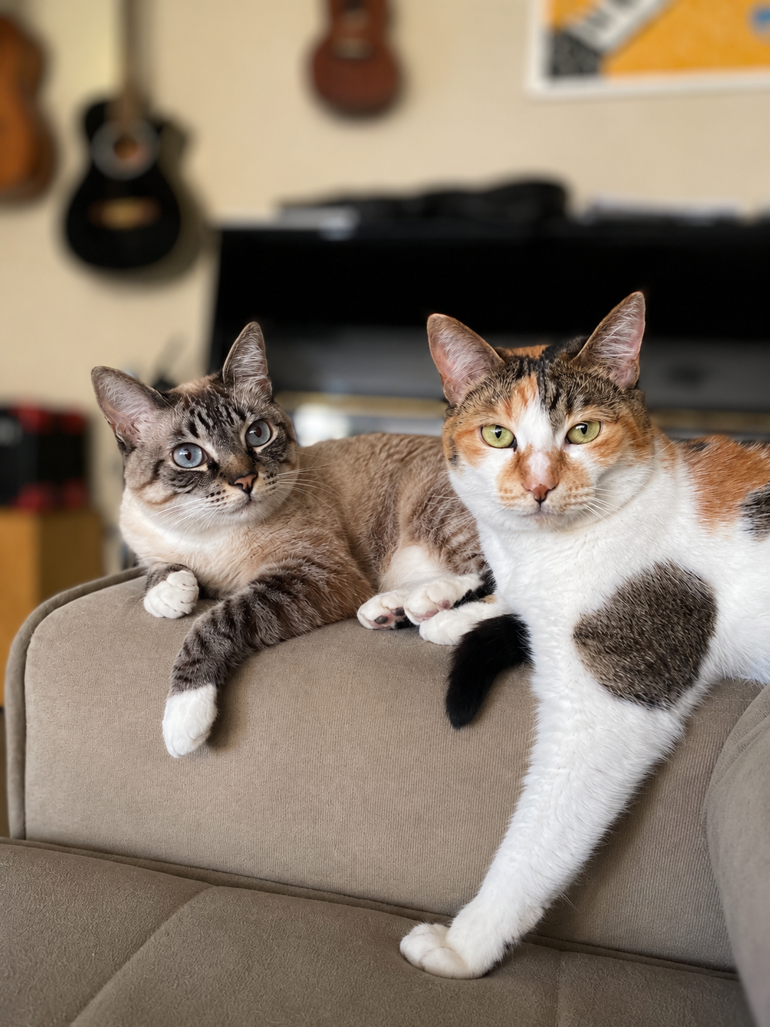 Os dois gatos da Dra. Raquel descansando no sofá